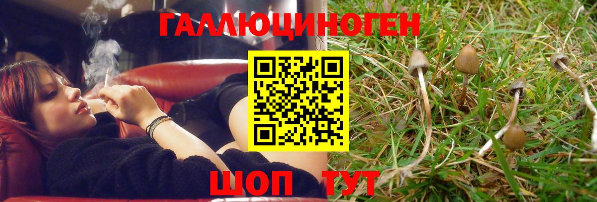 Ржев  Псилоцибиновые грибы Psilocybine cubensis  Вход с VPN 