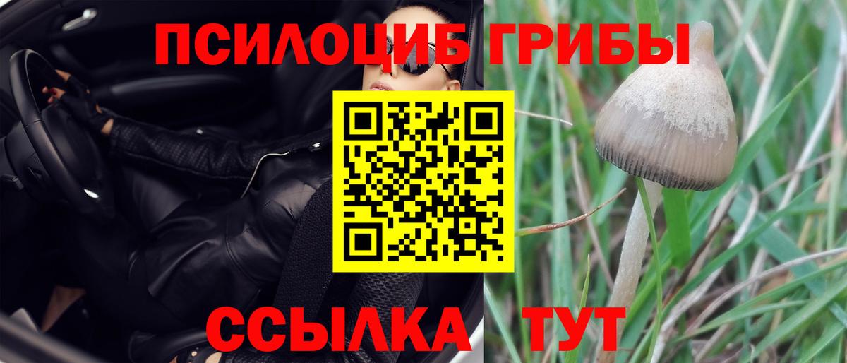 Галлюциногенные грибы Psilocybe Ржев
